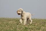LAGOTTO 086